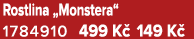 Rostlina „Monstera“ 1784910 499 K 149 K 