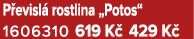 P evisl rostlina „Potos“ 1606310 619 K  429 K 