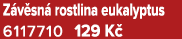 Z v sn rostlina eukalyptus 6117710 129 K 