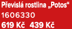 P evisl rostlina „Potos“ 1606330 619 K  439 K 