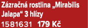 Z zra n rostlina „Mirabilis Jalapa“ 3 hl zy 1581631 179 K 