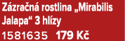 Z zra n rostlina „Mirabilis Jalapa“ 3 hl zy 1581635 179 K 