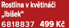 Rostlina v kv tin i „Ibi ek“ 6818837 499 K 