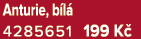 Anturie, b l 4285651 199 K 