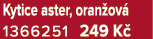 Kytice aster, oran ov 1366251 249 K 