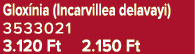 Glox nia (Incarvillea delavayi) 3533021 3.120 Ft 2.150 Ft