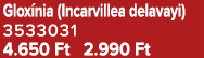 Glox nia (Incarvillea delavayi) 3533031 4.650 Ft 2.990 Ft