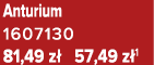 Anturium 1607130 81,49 z 57,49 z 1