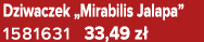 Dziwaczek „Mirabilis Jalapa” 1581631 33,49 z 