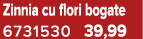Zinnia cu flori bogate 6731530 39,99